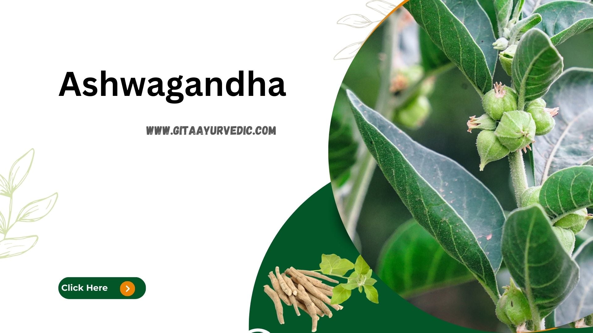 Benefits of Ashwagandha - gitaayurvedic.com