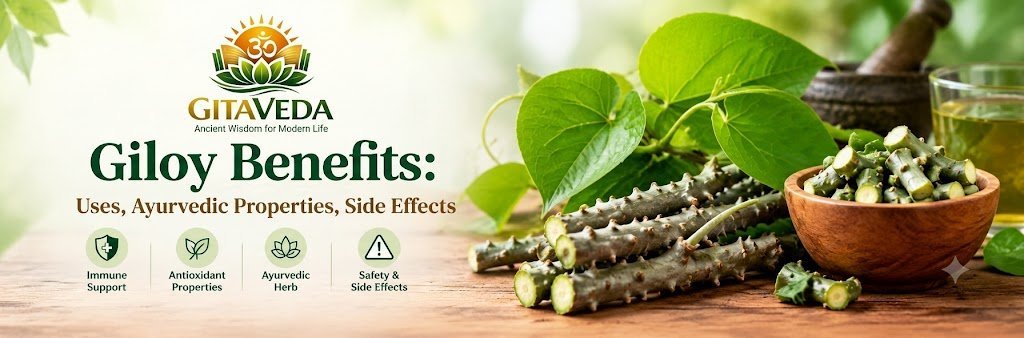 Giloy Benefits: Uses,Ayurvedic Properties,Side Effects & Safety Guide