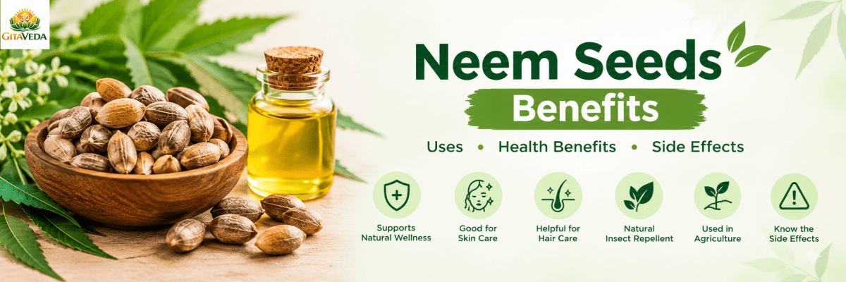 Neem Seeds: Traditional Uses & Plant Compounds & Side Effects - gitaayurvedic.com