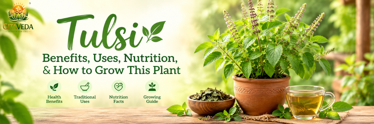 Tulsi : Benefits, Uses, Nutrition, & How to Grow This Plant