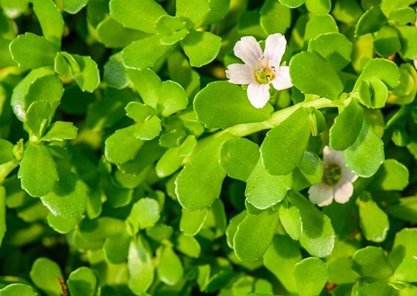 Use of brahmi / Benefits - gitaayurvedic.com