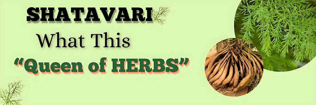 What Is Shatavari (Asparagus): Uses, Benefits, Side Effects - GITA